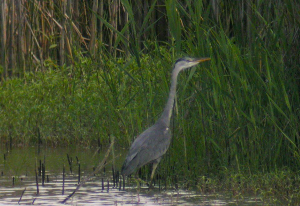Héron cendré (Ardea cinerea, Grey Heron), Hortobagy, Hongrie, 08/2004
