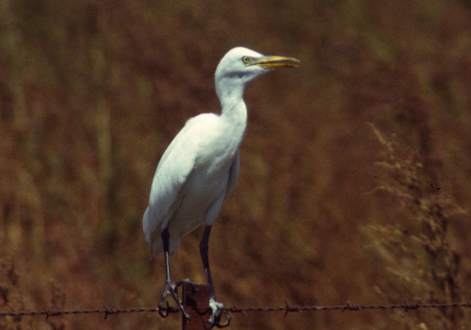 Héron garde-boeufs (Bubulcus ibis, Cattle Egret), Tahivilla, Andalousie, 07/1998