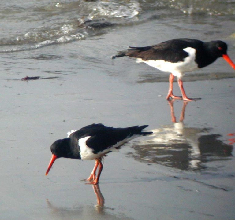 Huîtrier-pie (Haematopus ostralegus, Eurasian Oystercatcher), Ile d'Ouessant, Bretagne, 02/2002