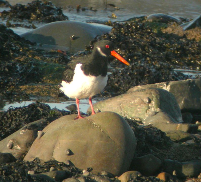 Huîtrier-pie (Haematopus ostralegus, Eurasian Oystercatcher), Aberystwyth, Pays de Galles, 11/2003