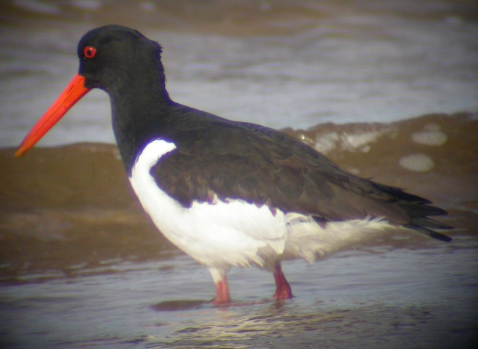 Huîtrier-pie (Haematopus ostralegus, Eurasian Oystercatcher), Ecosse, 04/2004