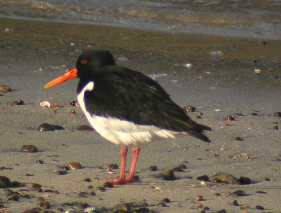 Huîtrier-pie (Haematopus ostralegus, Eurasian Oystercatcher), Scourie, Ecosse, 04/2004
