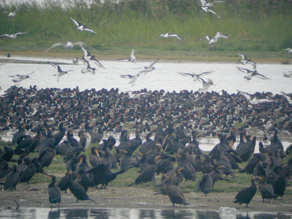Huîtrier-pie (Haematopus ostralegus, Eurasian Oystercatcher), Marquenterre, Picardie, 09/2002