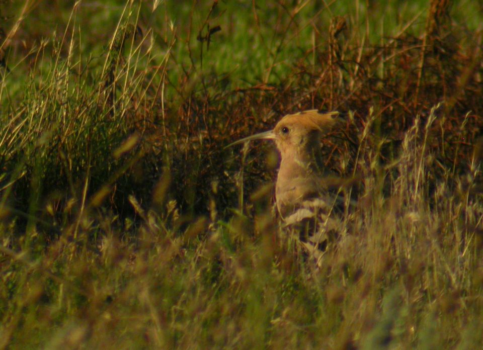 Huppe fasciée (Upupa epops, Eurasian Hoopoe), Delta du Danube, Roumanie, 08/2004