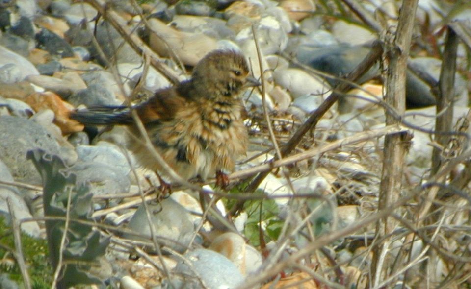 Linotte mélodieuse (Carduelis cannabina, Common Linnet), Hâble d'Ault, Picardie, 04/2003