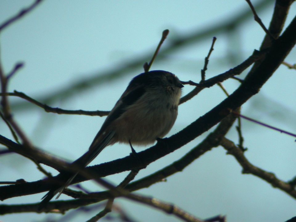 Mésange à longue queue (Aegithalos caudatus, Long-tailed Tit), Hyde Park, Angleterre, 01/2004