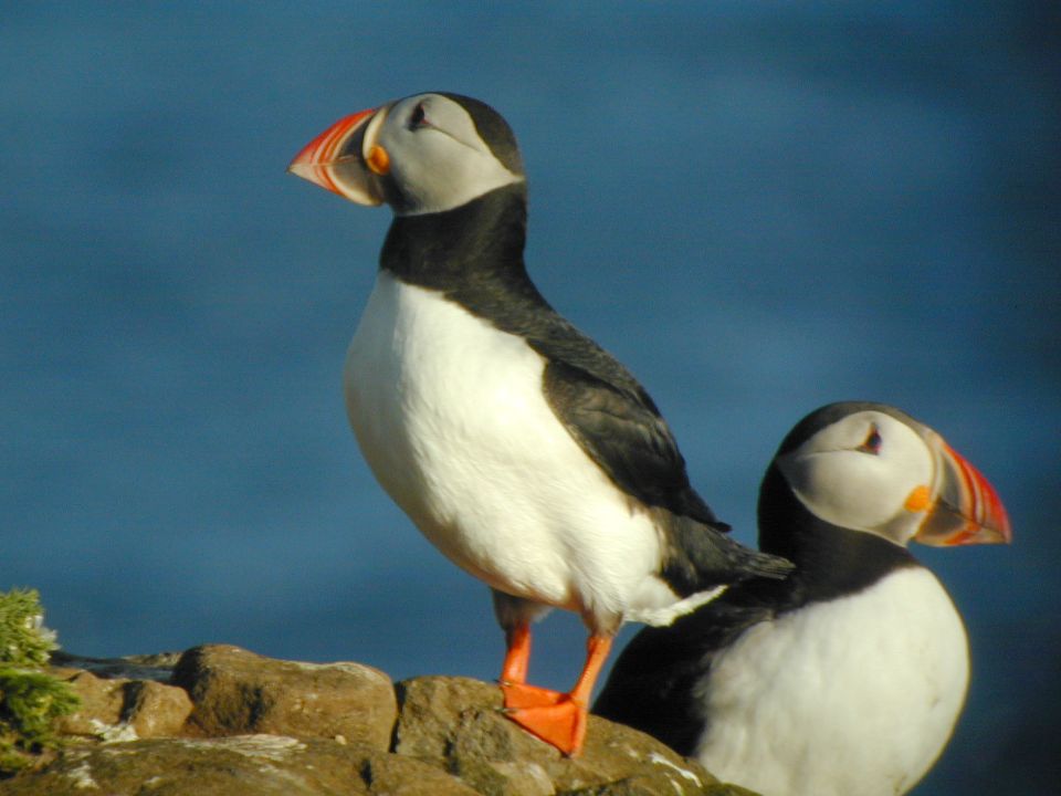 Macareux moine (Tratercula arctica, Atlantic Puffin), Latrabjärg, Islande, 07/2001