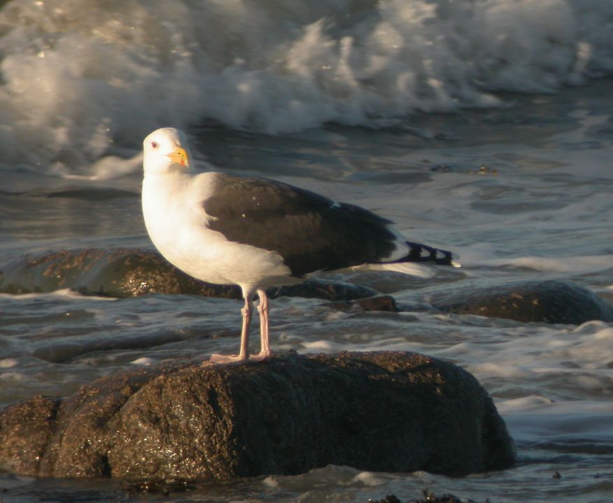 Goéland marin (Larus marinus, Great Black-backed Gull), Aberystwyth, Pays de Galles, 11/2003