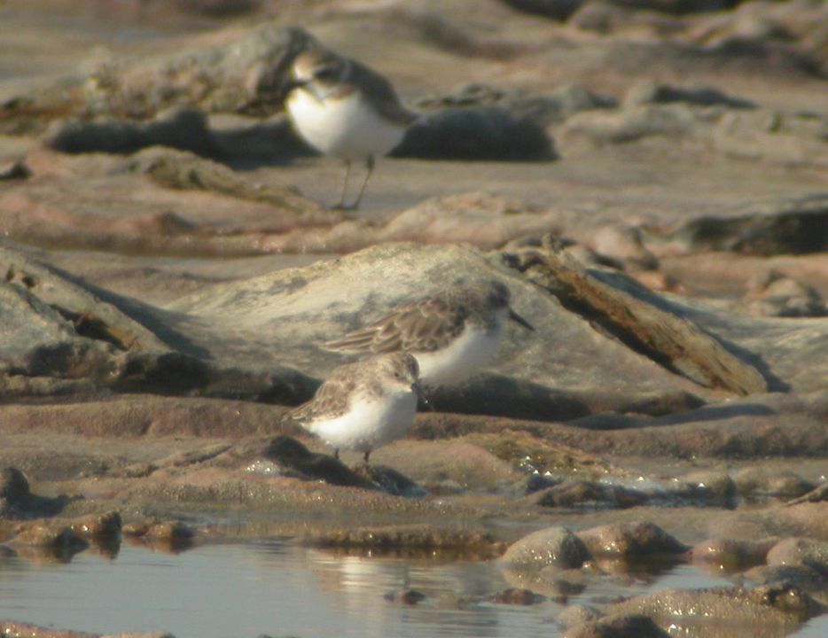 Bécasseau minute (Caliris minuta, Little Stint), Baisse des Cinq Cent Francs, Camargue, 10/2003