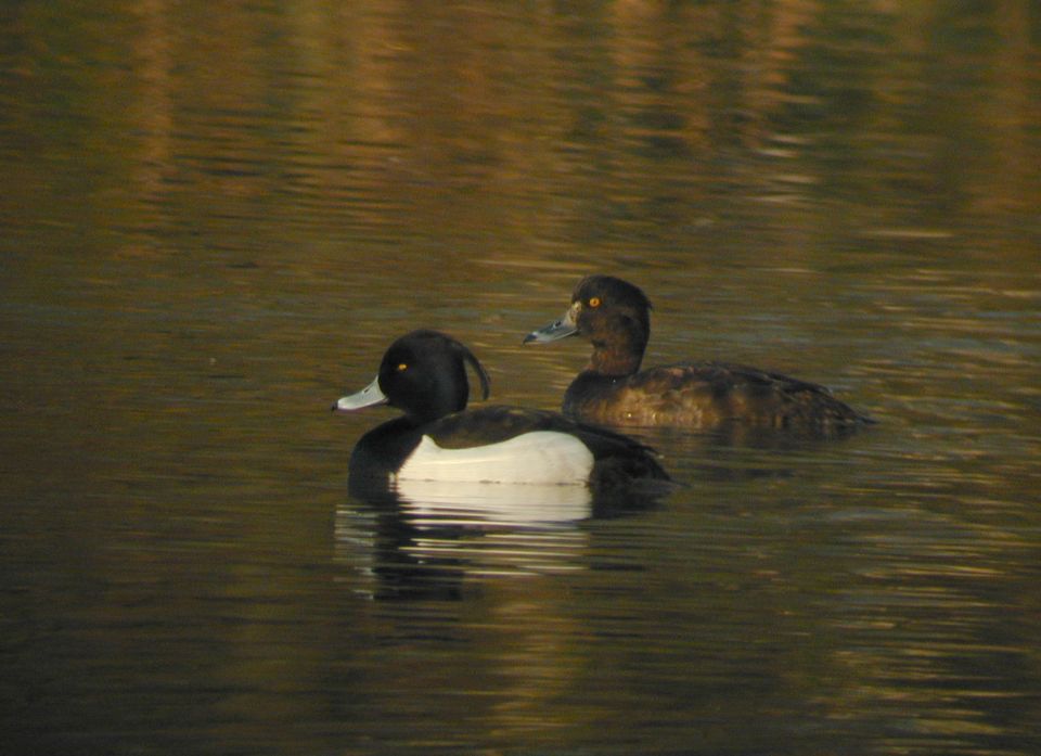 Fuligule morillon (Aythia  fuligula, Tufted Duck), Dombes, 03/2003