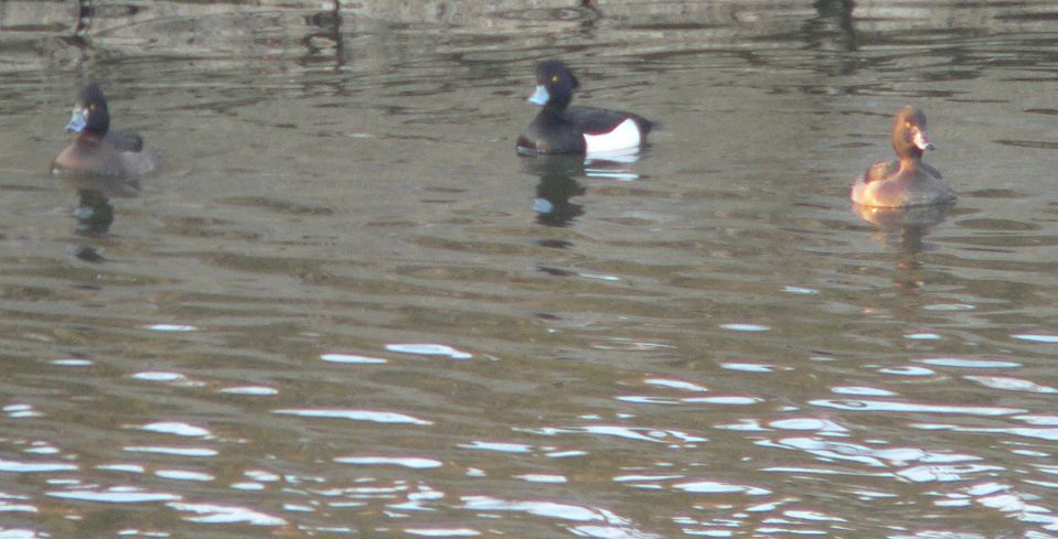 Fuligule morillon (Aythia  fuligula, Tufted Duck), Région de Bruges, 01/2005