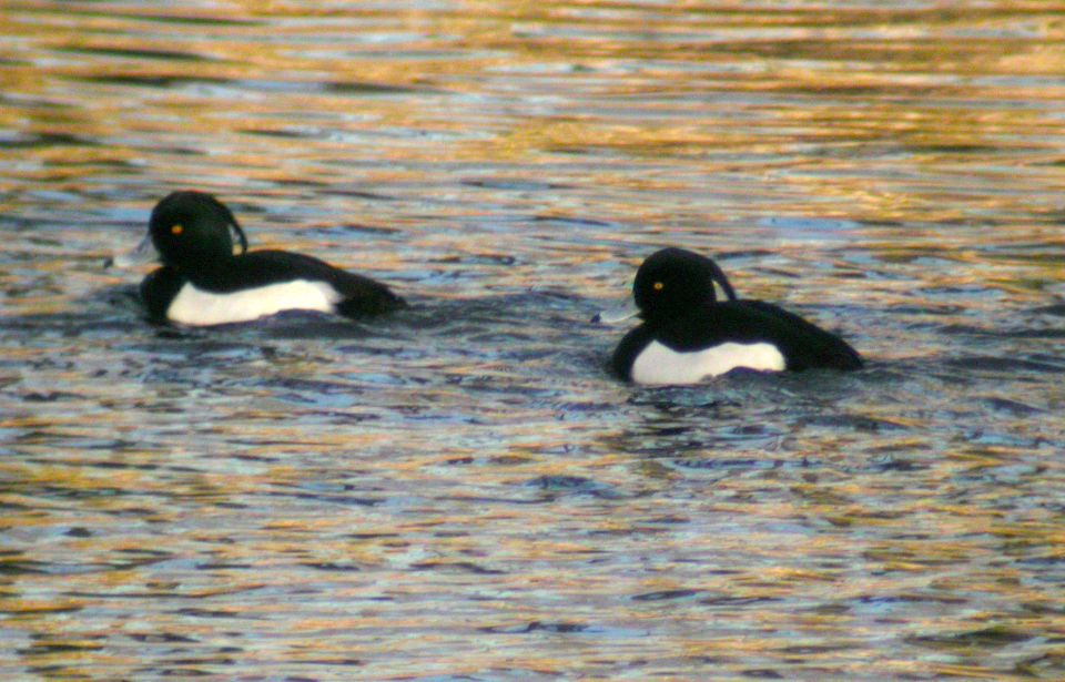Fuligule morillon (Aythia  fuligula, Tufted Duck), Région de Bruges, 01/2005