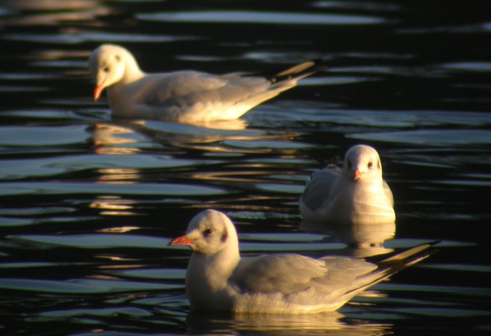 Mouette rieuse (Larus ridibundus, Black-headed Gull), Etangs de Commelle, Valois, 02/2004