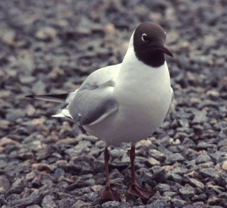 Mouette rieuse (Larus ridibundus, Black-headed Gull), Aviemore, Ecosse, 04/2004