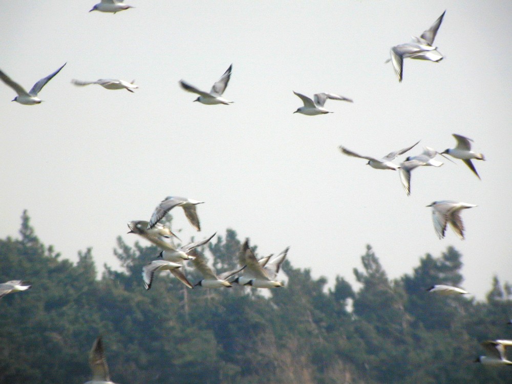 Mouette rieuse (Larus ridibundus, Black-headed Gull), Baie de Somme, Picardie, 04/2003