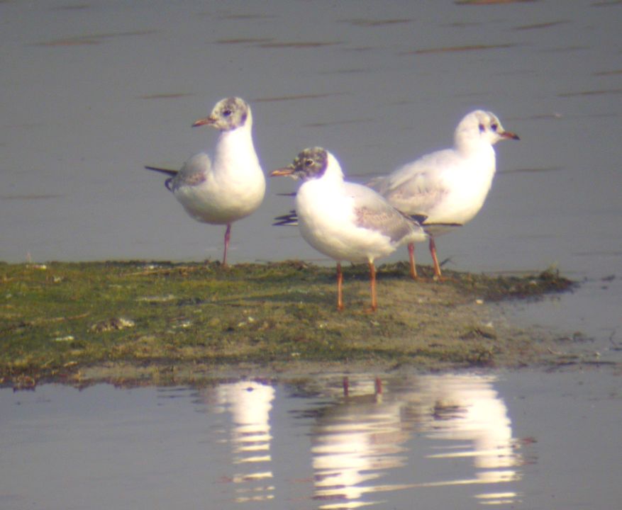 Mouette rieuse (Larus ridibundus, Black-headed Gull), Marquenterre, Picardie, 04/2005