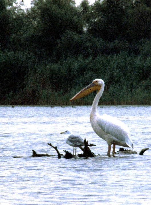 Pélican blanc (Pelecanus onocrotalus, Great White Pelican), Lac Uzlina, Delta du Danube, Roumanie, 08/2004