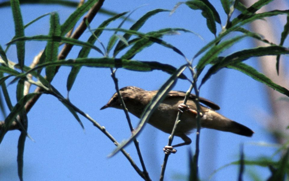 Phragmite des joncs (Acrocephalus schoenobaenus, Sedge Warbler), Hortobagy, Hongrie, 08/2004