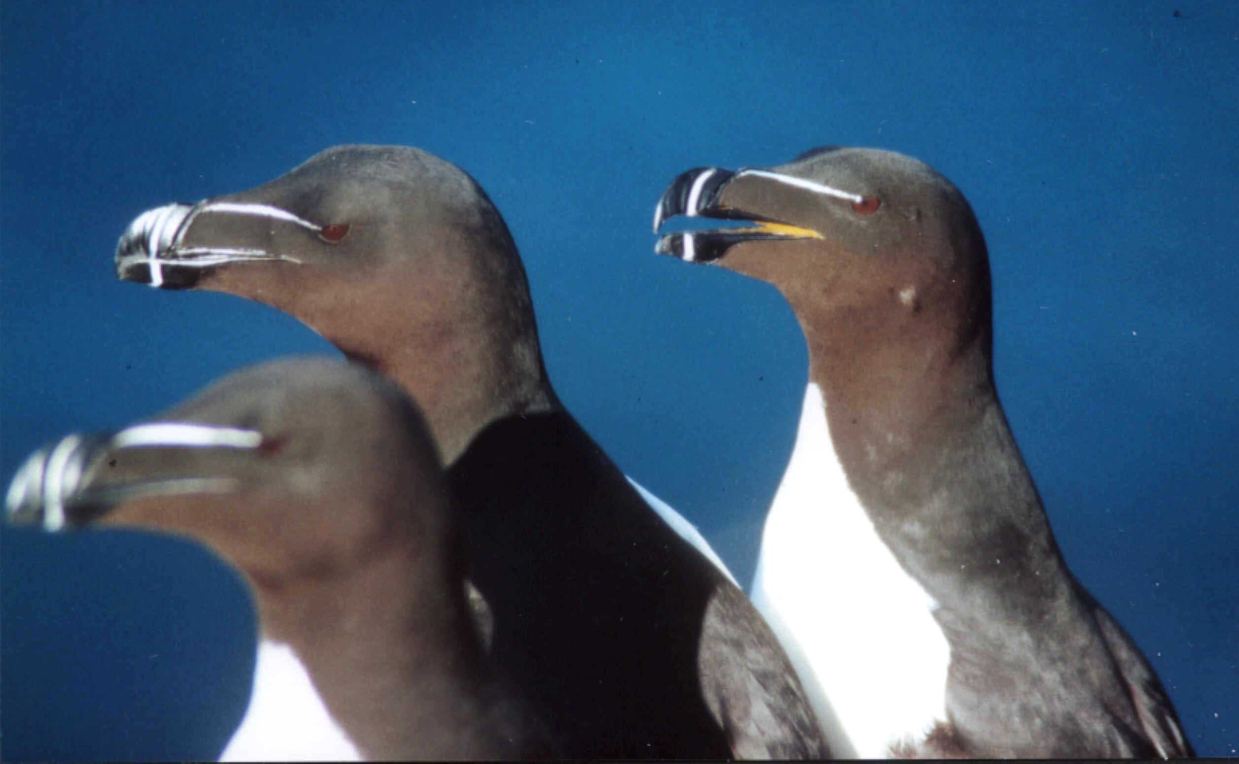 Pingouin torda (Alca torda, Razorbill), Latrabjärg, Islande, 07/2001
