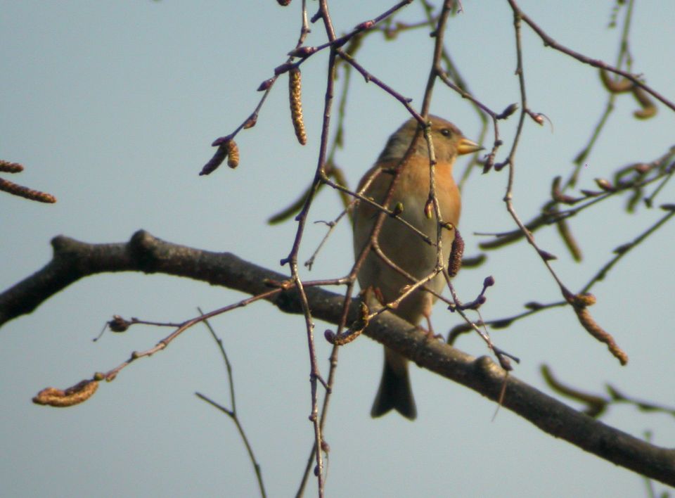 Pinson du nord (Fringilla montifringilla, Brambling), Forêt d'Ermenonville, Valois, 04/2004