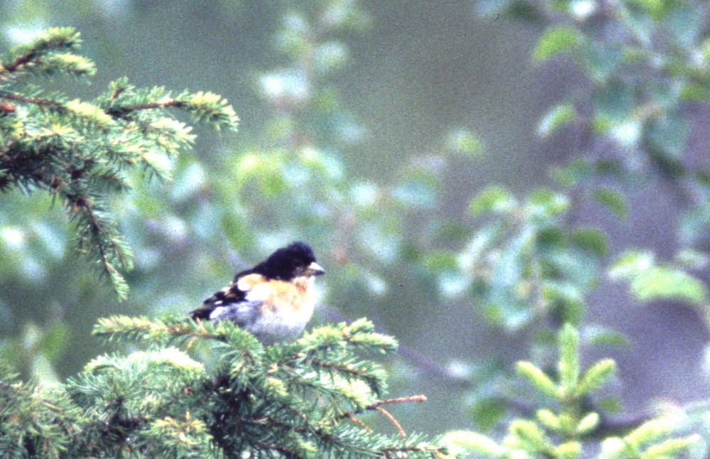 Pinson du nord (Fringilla montifringilla, Brambling), Kvikkjokk, Laponie suédoise, 07/2000