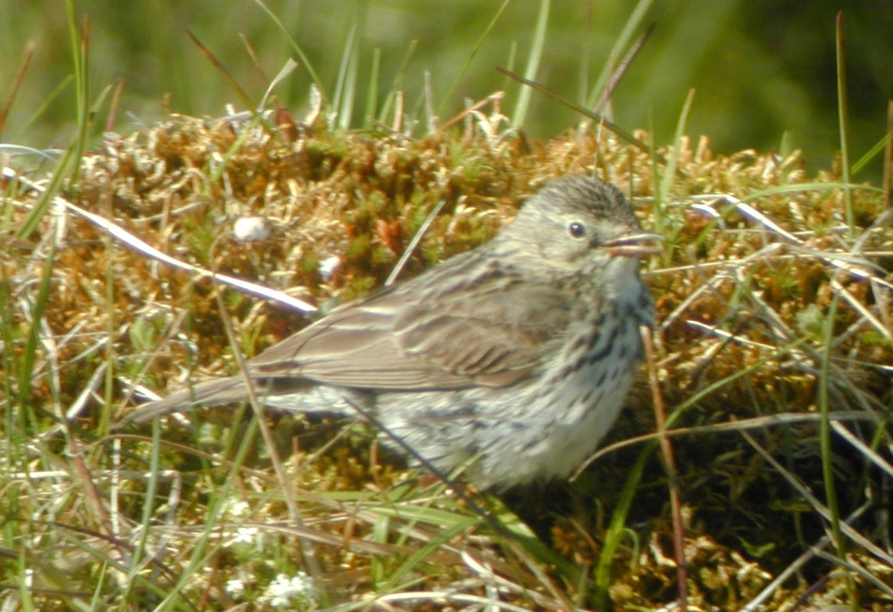 Pipit farlouse (Anthus pratensis, Meadow Pipit), Latrabjärg, Islande, 07/2001