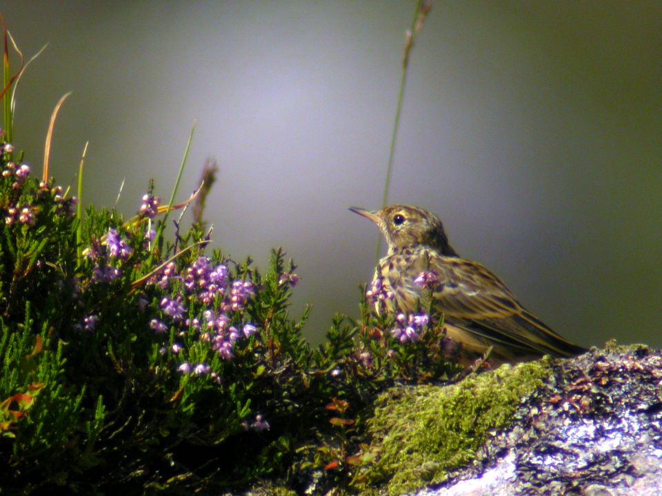 Pipit farlouse (Anthus pratensis, Meadow Pipit), Glenveagh National Park, Donegal, 08/2003