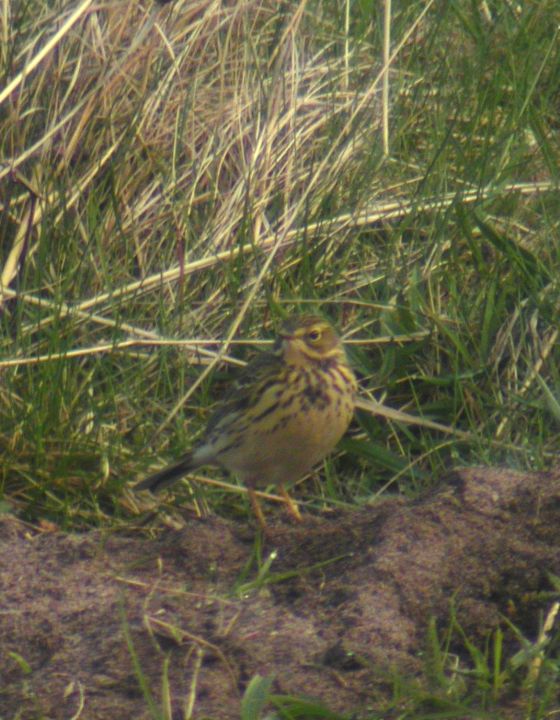 Pipit farlouse (Anthus pratensis, Meadow Pipit), Gairloch, Ecosse, 07/2004