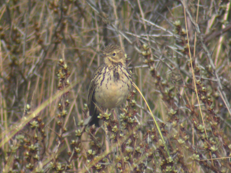Pipit farlouse (Anthus pratensis, Meadow Pipit), Baie de Somme, Picardie, 04/2005