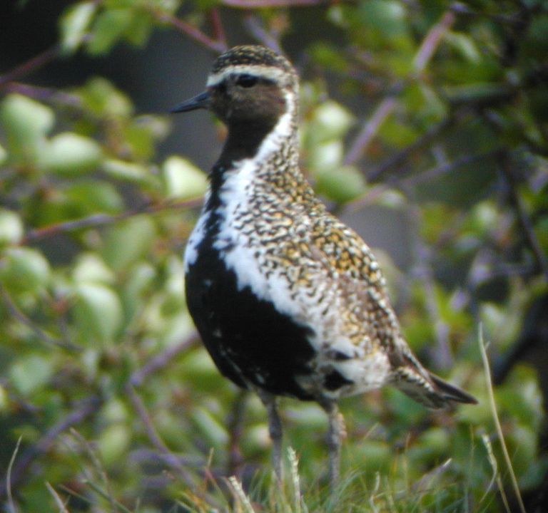 Pluvier doré (Pluvialis apricaria, European Golden Plover), Myvatn, Islande, 07/2001