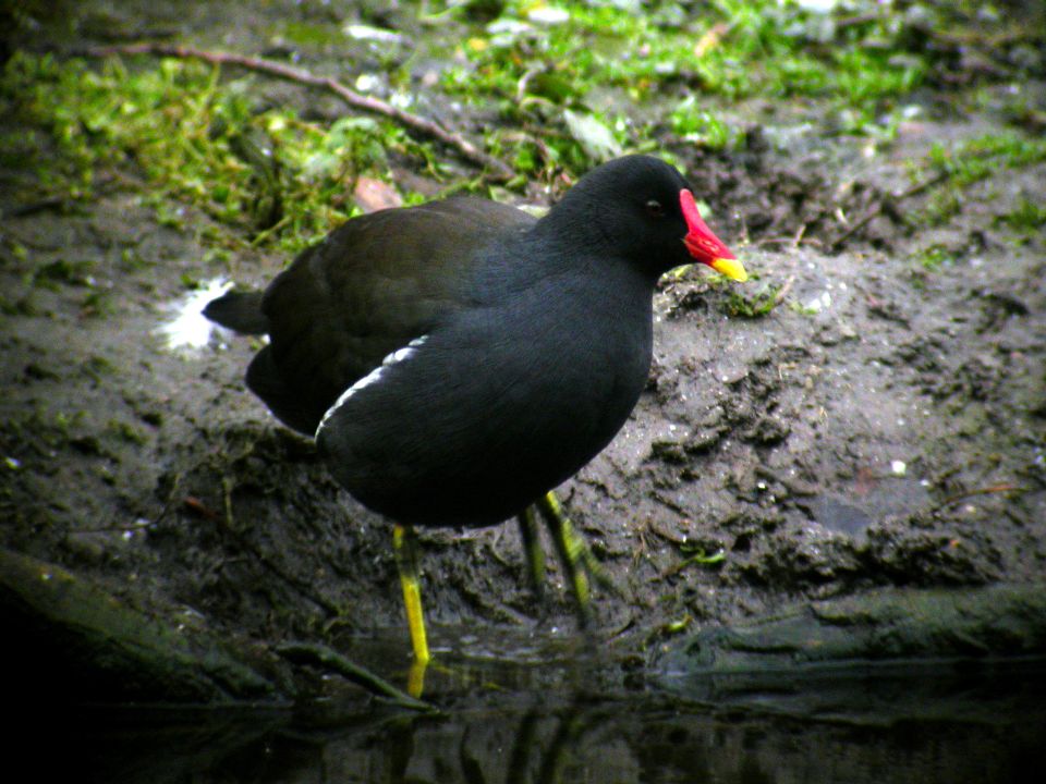 Gallinule poule d'eau (Gallinula chloropus, Common Moorhen), Toutevoie, Valois, 10/2003