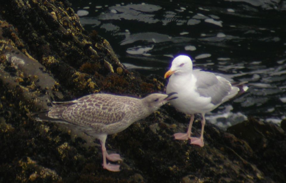 Goéland argenté (Larus argentatus, Herring Gull), Valentia Island, Sud-ouest de l'Irlande, 08/2003