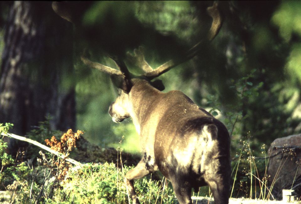 Muddus, Laponie suédoise, 07/2000