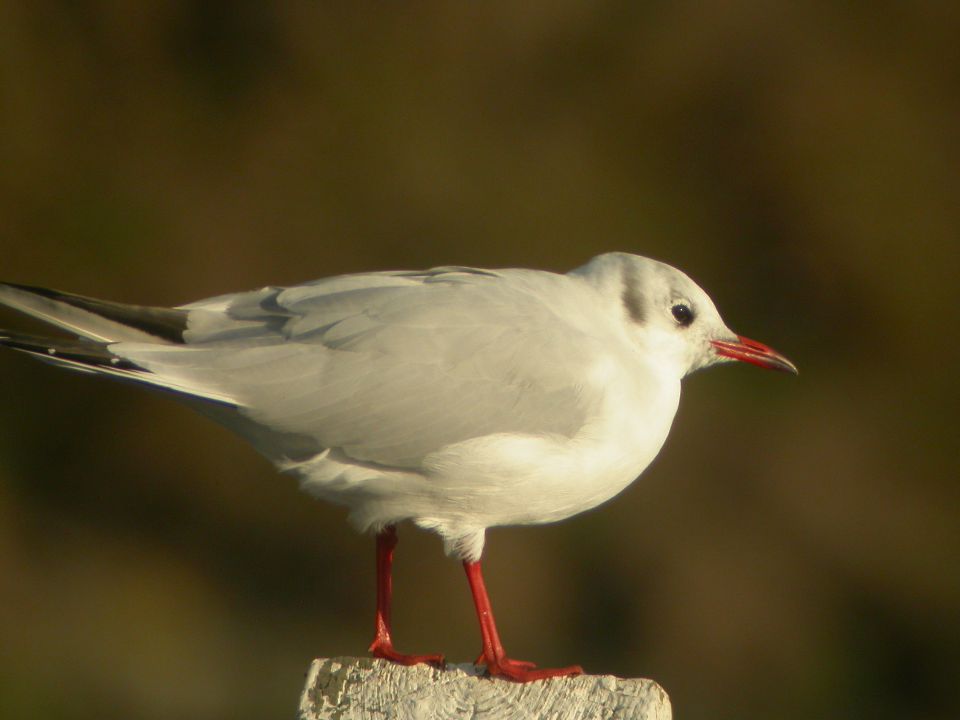 Mouette rieuse (Larus ridibundus, Black-headed Gull), Aberystwyth, Pays de Galles, 11/2003