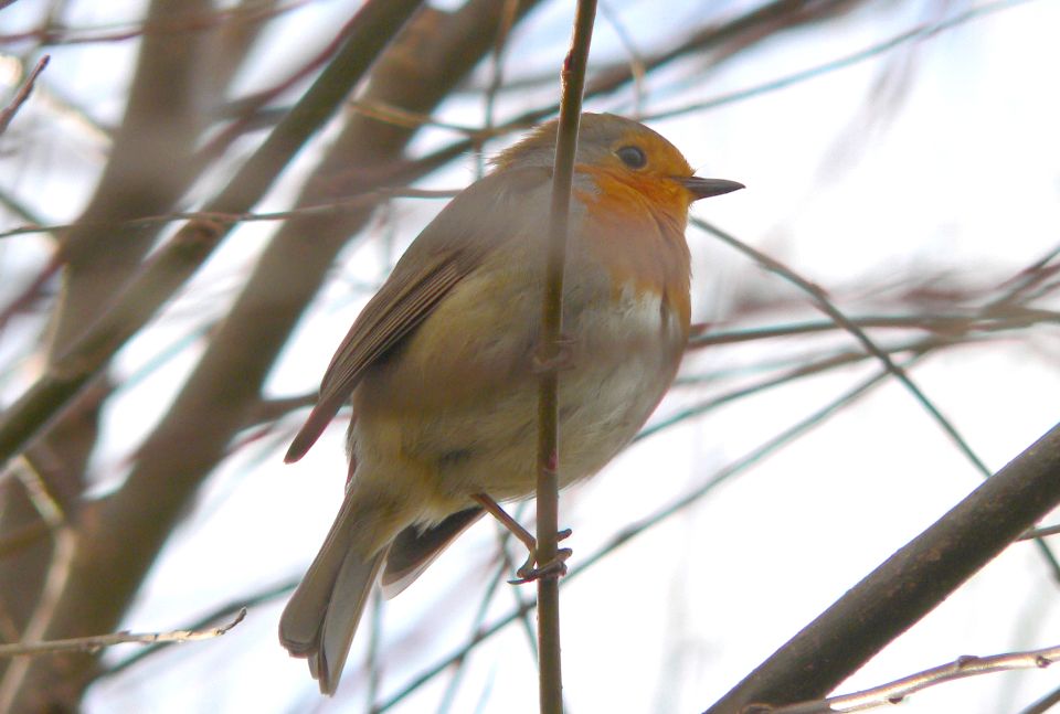 Rougegorge familier (Erithacus rubecula, European Robin), Béhuard, Anjou, 02/2005