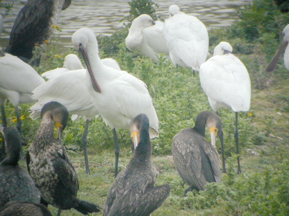 Spatule blanche (Platalea leucorodia, Eurasian Spoonbill), Marquenterre, Picardie, 09/2002