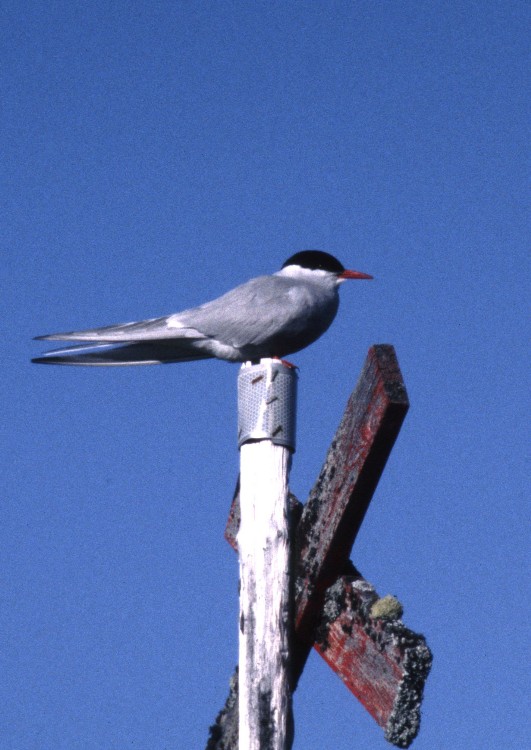Sterne arctique (Sterna paradisaea, Arctic Tern), Höglekardalen, Suède, 07/2000