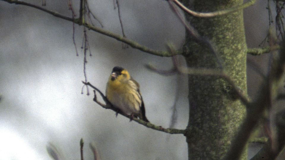 Tarin des aulnes (Carduelis spinus, Eurasian Siskin), Gouvieux, Valois, 02/2004