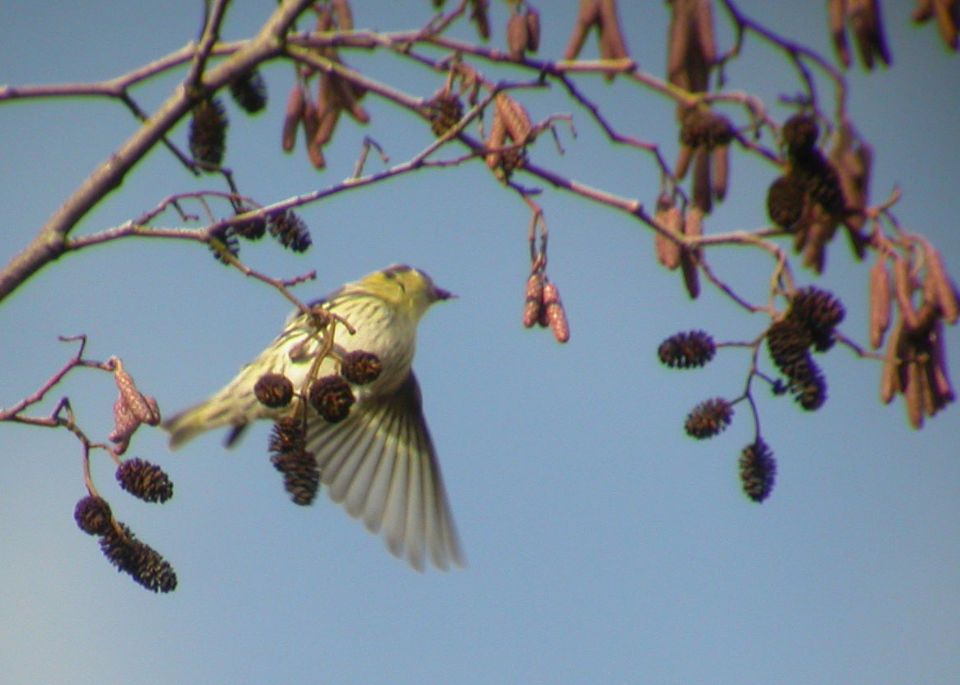 Tarin des aulnes (Carduelis spinus, Eurasian Siskin), Braches, Picardie, 02/2004