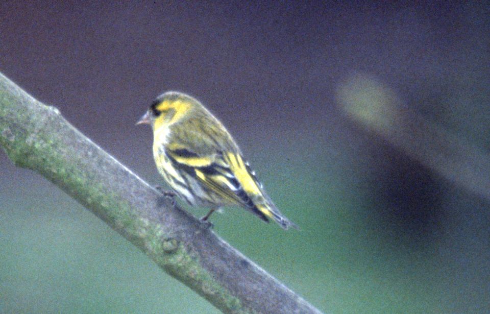 Tarin des aulnes (Carduelis spinus, Eurasian Siskin), Gouvieux, Valois, 03/2004
