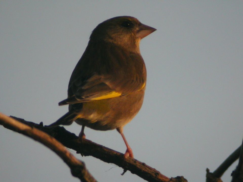 Verdier d'Europe (Carduelis chloris, European Greenfinch), The Naze, Angleterre, 01/2004